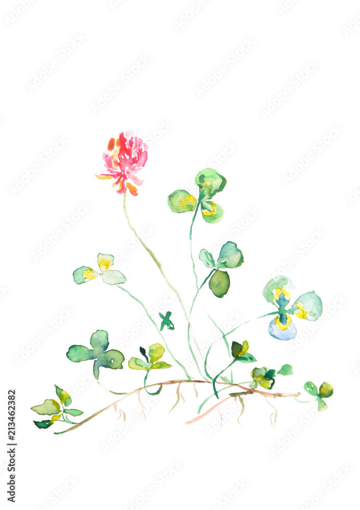 Fototapeta Akwarela różowa koniczyna z korzeniem, ilustracja na białym tle, na białym tle sztuki kwiatowej, Irlandia kwiat