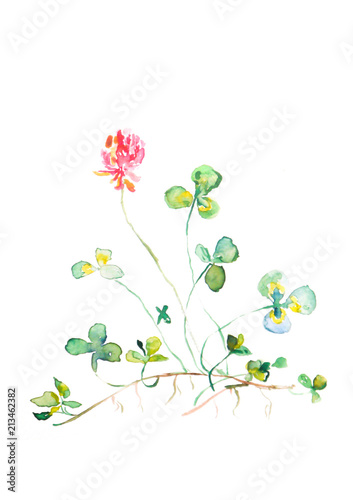 Watercolor Pink Clover with root, illustration on white background, Isolated Floral art, Ireland flower