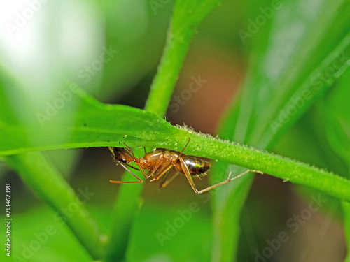 Macro Photo of Tiny Ant under Green Leaf Isolated on Nature Background