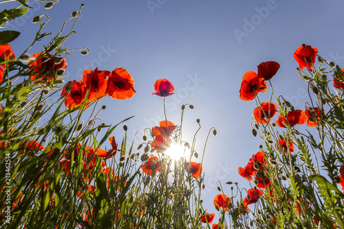 Fototapeta Naklejka Na Ścianę i Meble -  Low angle view of wonderful bright fully blooming red poppies and buds on high green stems lit by summer sun against bright blue sky. Beauty and tenderness of nature concept.