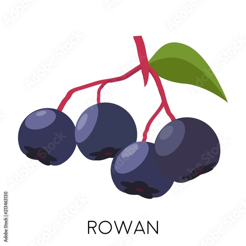 Black rowan berry flat icon isolated on white background. Healthy fruit. Eco delicious food. Vector illustration