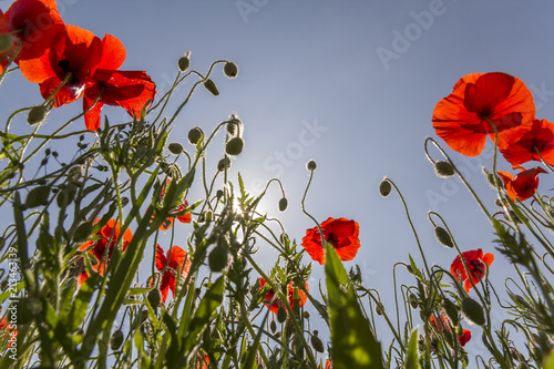 Fototapeta Naklejka Na Ścianę i Meble -  Low angle view of wonderful bright fully blooming red poppies and buds on high green stems lit by summer sun against bright blue sky. Beauty and tenderness of nature concept.