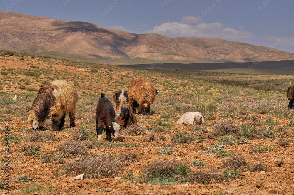 Fototapeta premium Livestock in Zagros mountains Iran