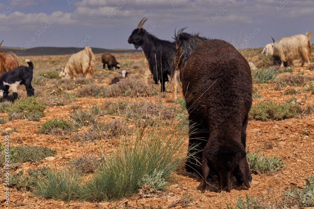Fototapeta premium Livestock in Zagros mountains Iran