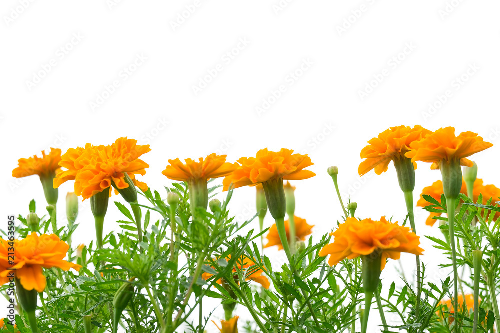 Fresh orange marigold flower blooming isolated on white background with copy space for text. Fresh orange marigold flower blooming isolated on white background with copy space for text.