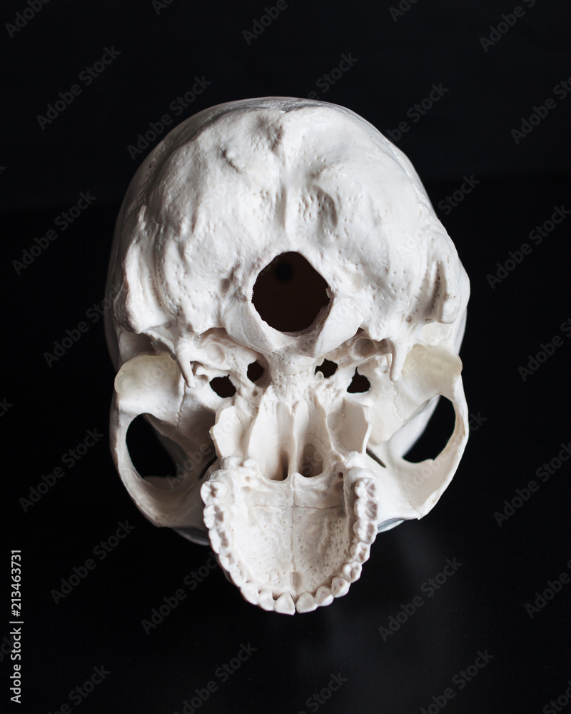 Obraz premium Skull. Human skull from the inside