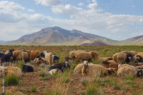 Livestock in Zagros mountains Iran photo