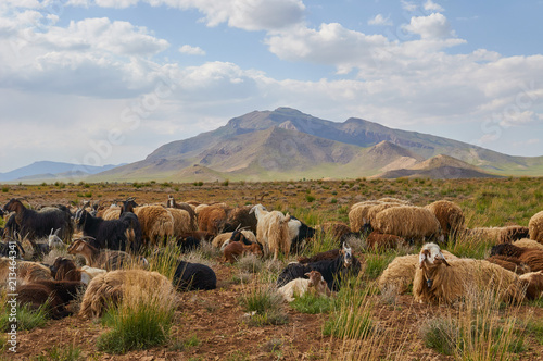 Livestock in Zagros mountains Iran