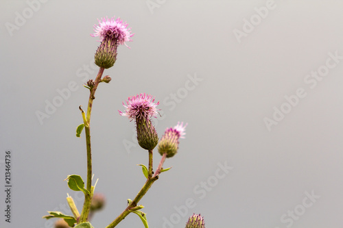 Close-up isolated beautiful pink purple spear thistle plant lit by morning sun blooming on high stems on blurred foggy soft colorful background. Beauty of nature, weeds and agriculture concept. photo