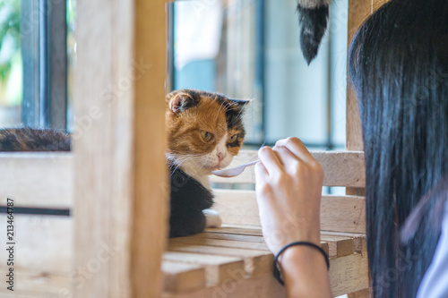 Cat cafe ,