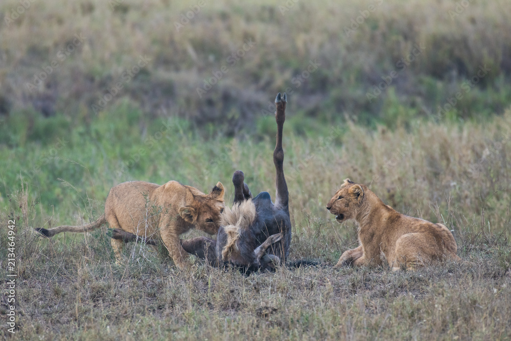 Naklejka premium Young lions eating prey wildebeest