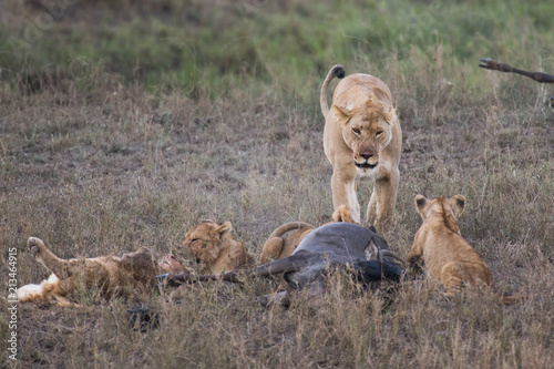 Fototapeta Naklejka Na Ścianę i Meble -  Female lion with babies eating gnu antelopes (focus is on lioness)