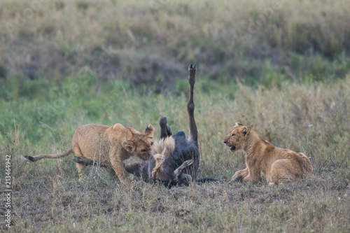 Fototapeta Naklejka Na Ścianę i Meble -  Young lions eating prey wildebeest
