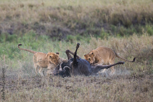 Fototapeta Naklejka Na Ścianę i Meble -  Baby lions playing with dead wildebeest
