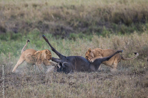 Fototapeta Naklejka Na Ścianę i Meble -  Baby lions playing with prey wildebeest