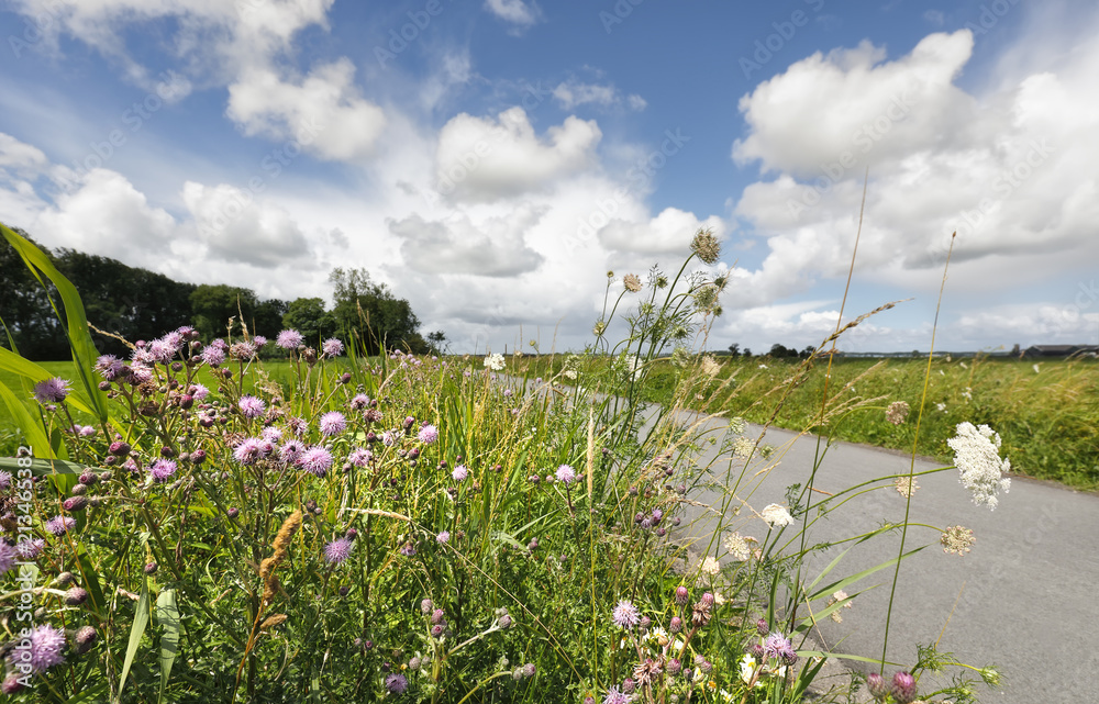 Fototapeta premium wildflowers and blue sky