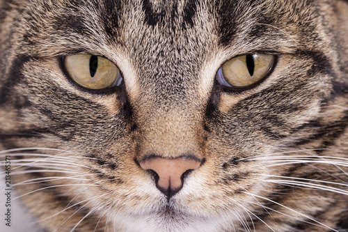 Close-up of a striped cat's face with green eyes.