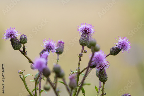 Close-up isolated beautiful pink purple spear thistle plant lit by morning sun blooming on high stems on blurred foggy soft colorful background. Beauty of nature, weeds and agriculture concept. photo