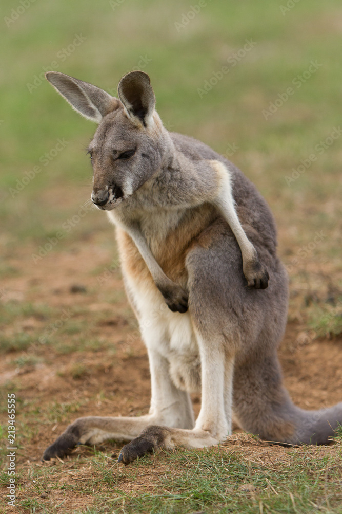 Young Red Kangaroo Scratching