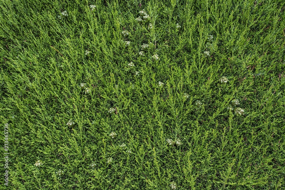 Green grass texture Green grass texture
