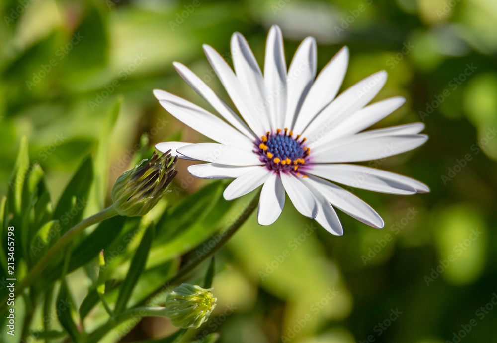 White Osteospermum Daisy Flower with Purple Centre