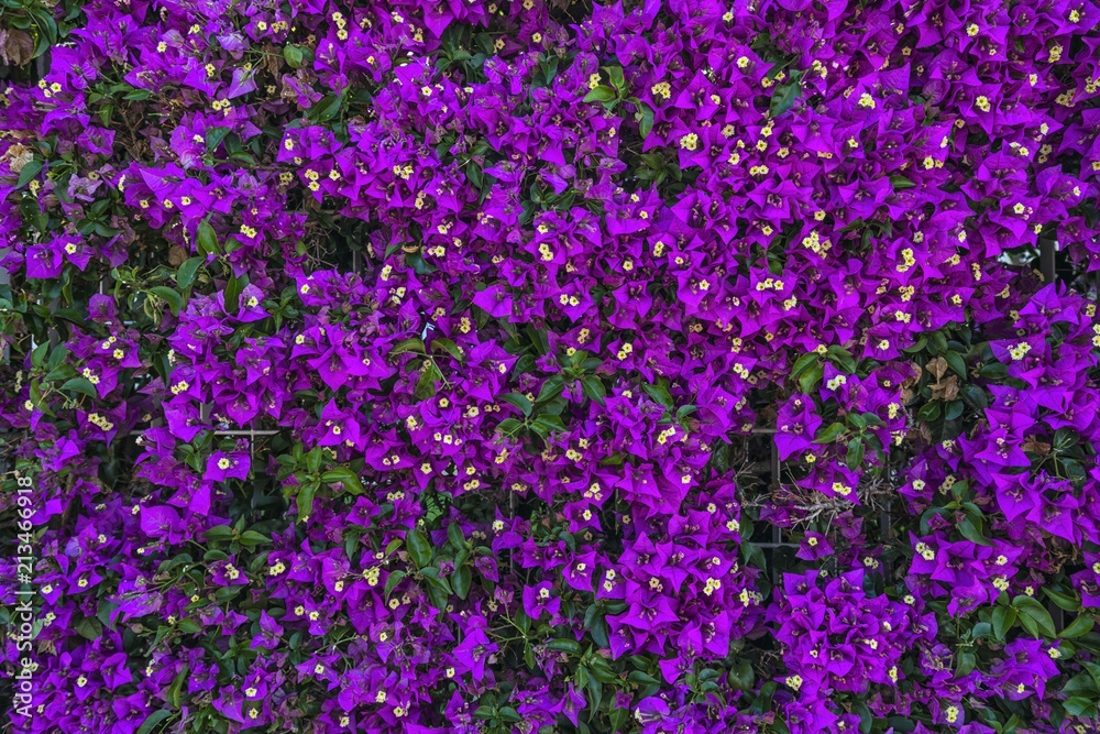 Naklejka premium Wall of purple flowers. Texture closeup.