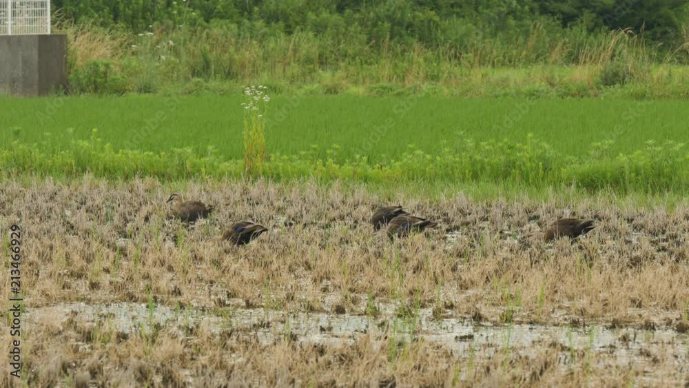 Shot of ducks at the rice field in Tottori, Japan, 1 Shot of ducks at the rice field in Tottori, Japan, 1