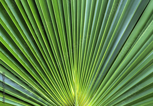 Green leaf background closeup