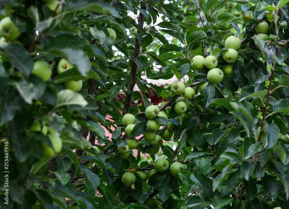 Green apple trees at garden Green apple trees at garden