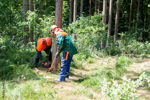 2 Waldarbeiter fällen einen Baum, Schlägerung