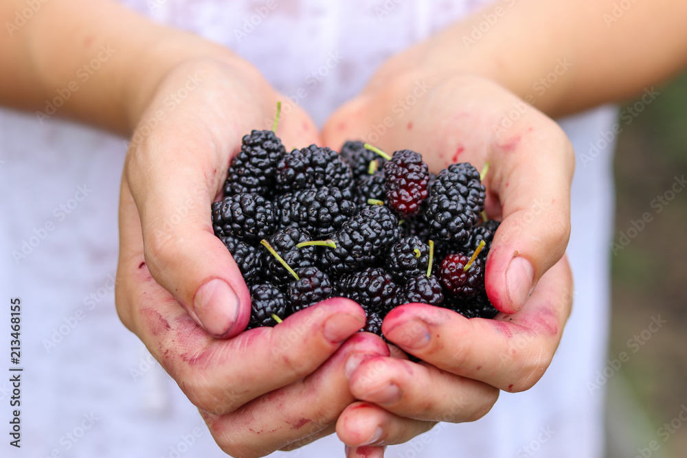 Handful of fresh juicy ripe mulberries in child hands. Ecological raw healthy gmo free food concept Handful of fresh juicy ripe mulberries in child hands. Ecological raw healthy gmo free food concept