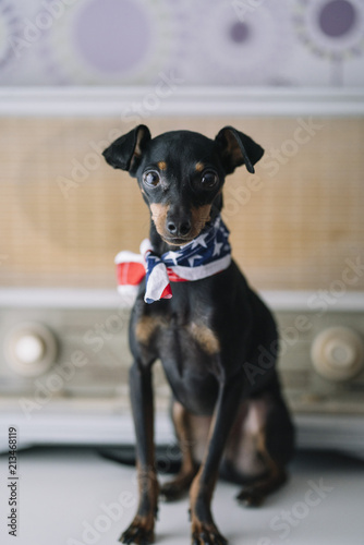 little dog with an radio background and American scarf