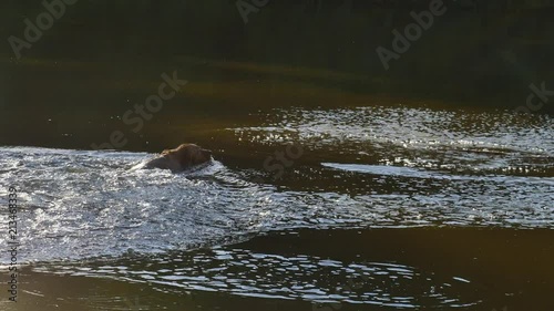 Male dog breed golden retriever is quickly jumping into lake for wooden branch. Happy puppy enjoing swimming and ply with human friends.