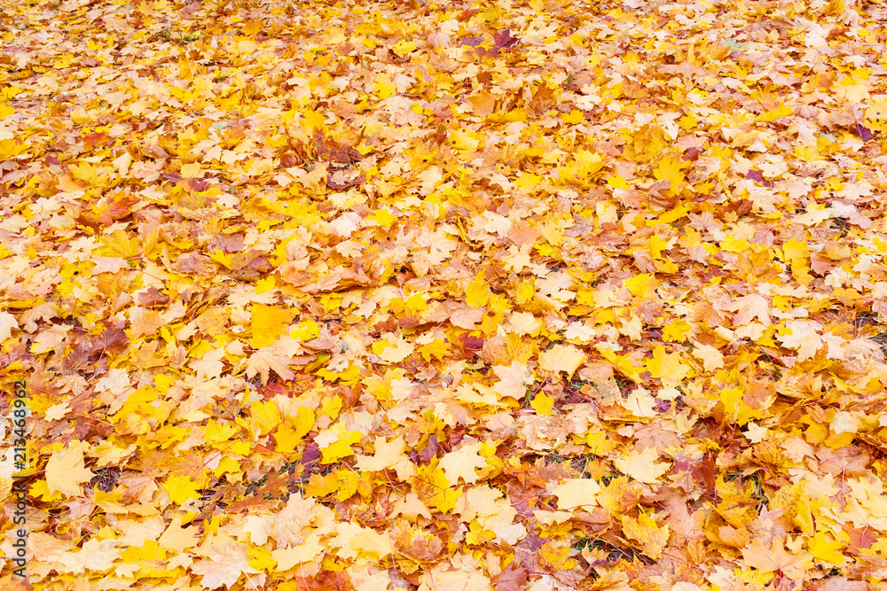 Yellow fallen leaves lie on the ground (texture, background) Yellow fallen leaves lie on the ground (texture, background)