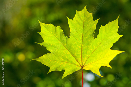 Close up view of maple leaf illuminated by sunlight on the green trees background