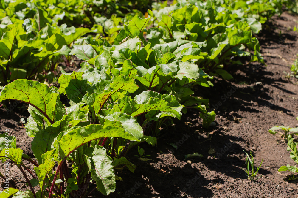 Young beetroot on the bed. Sugar beet in the garden. Young beetroot on the bed. Sugar beet in the garden.