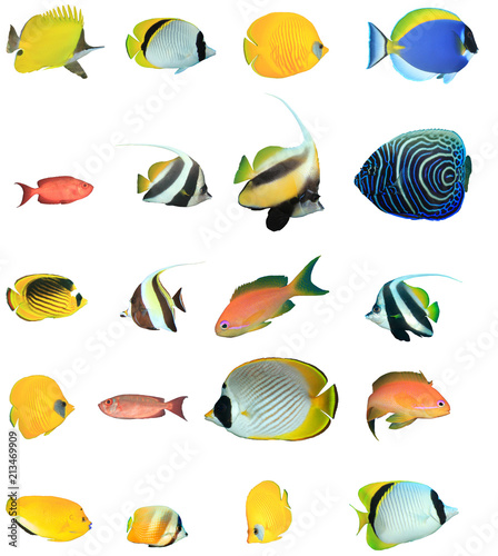 Tropical reef fish isolated. Butterflyfish, Bannerfish, Angelfish, Surgeonfish, Anthias fish on white background   