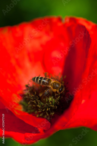 Fototapeta Naklejka Na Ścianę i Meble -  Closeup of the blooming red poppy flower with a bee