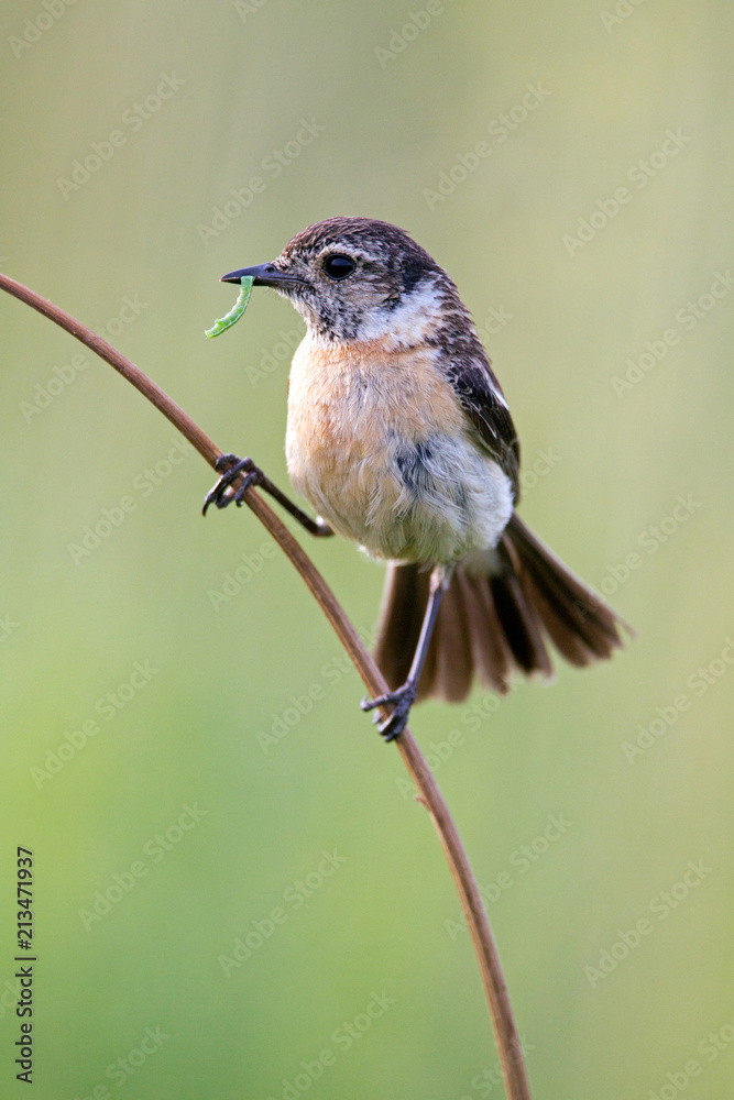 Fototapeta premium European Stonechat (Saxicola rubicola) on a stalk