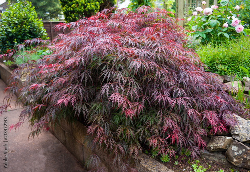 Red foliage of the weeping Laceleaf Japanese Maple tree (Acer palmatum) in garden photo