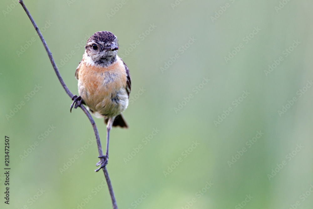 Fototapeta premium European Stonechat (Saxicola rubicola) on a stalk