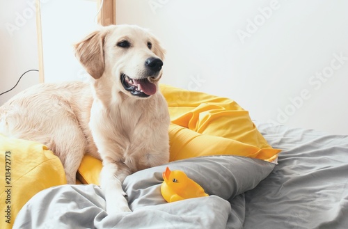 Fototapeta Naklejka Na Ścianę i Meble -  Golden retriever in bed