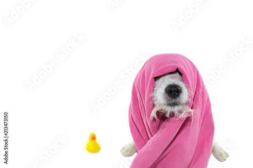 CUTE JACK RUSSELL DOG WAITING FOR A BATH WITH A PINK TOWEL ON HEAD AND ITS  YELLOW RUBBER DUCKY. ISOLATED ON WHITE BACKGROUND photo