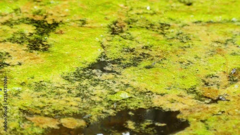 water algae and living larvae in it,
water algae and living larvae in it,