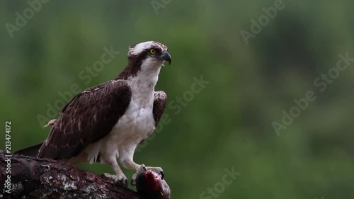 Osprey, pandion haliaetus, panoramic and still while feeding on trout on a branch in the cairngorm national park, scotland during july. photo