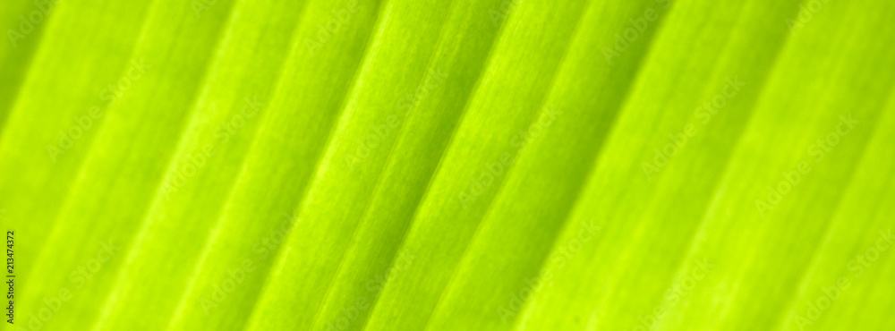 Green palm leaf, close-up. Blurry unfocused photographic effect. Green palm leaf, close-up. Blurry unfocused photographic effect.