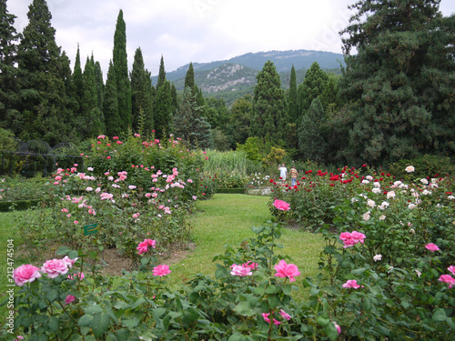 beautiful botanical garden planted with colored roses and coniferous trees on the background of a high mountain