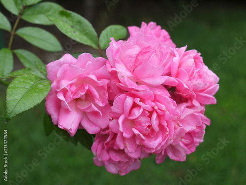 delicate pink rose flowers on bush leaves. Attractive and romantic