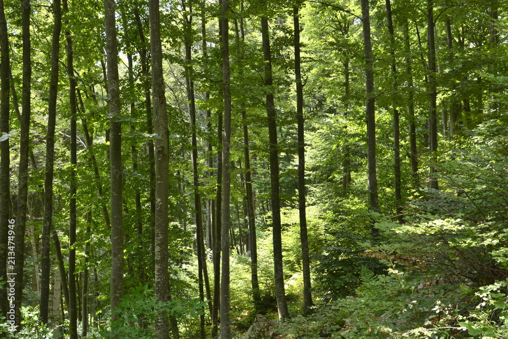 Obraz premium il faggeto nelle prealpi di Ledro, Trentino