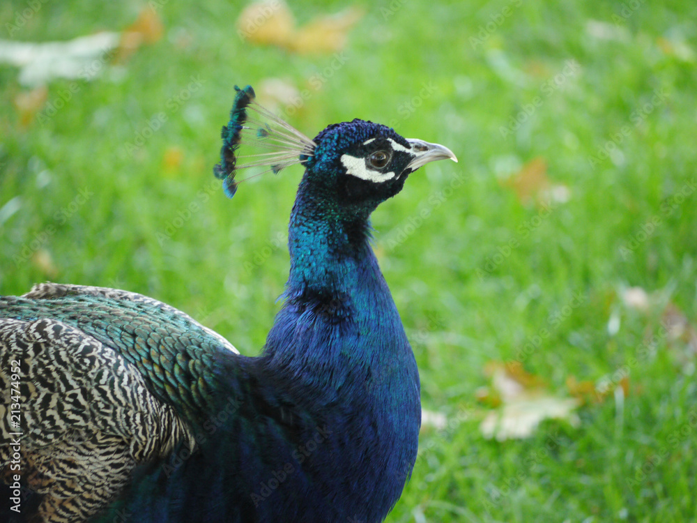 Handsome pheasant with a proud head and bristles sticking out on the crown. With beautiful feathers casting blue. Handsome pheasant with a proud head and bristles sticking out on the crown. With beautiful feathers casting blue.